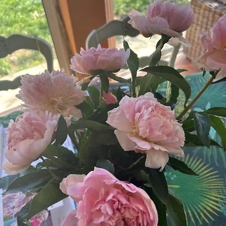 Le Flamant Rose De Lilo'salins Apartamento Hyères